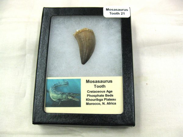 Mosasaurus Reptile Tooth #21