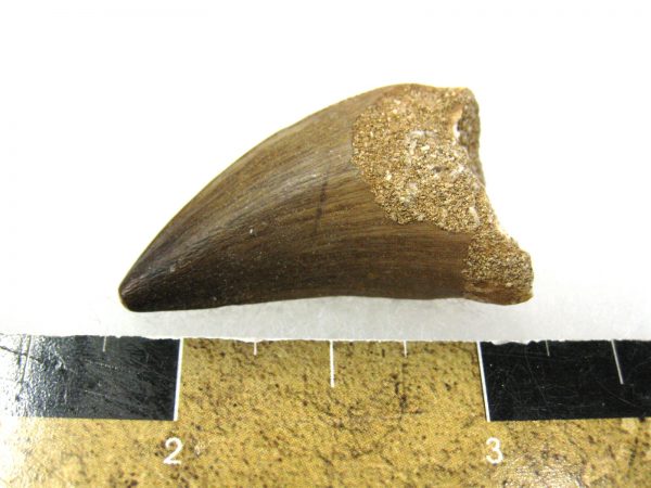 Mosasaurus Reptile Tooth #21 - Image 3