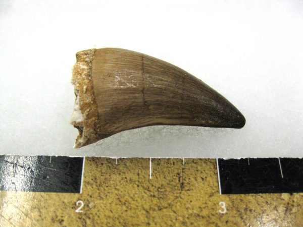 Mosasaurus Reptile Tooth #21 - Image 2