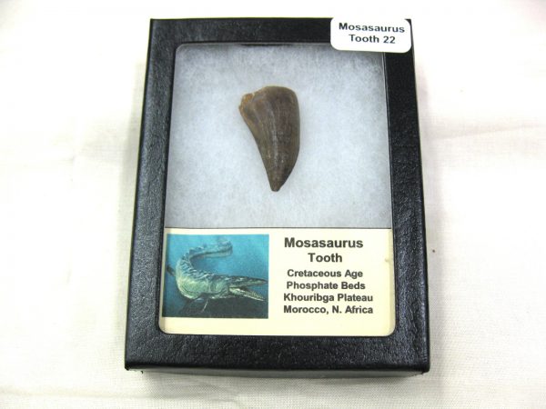 Mosasaurus Reptile Tooth #22