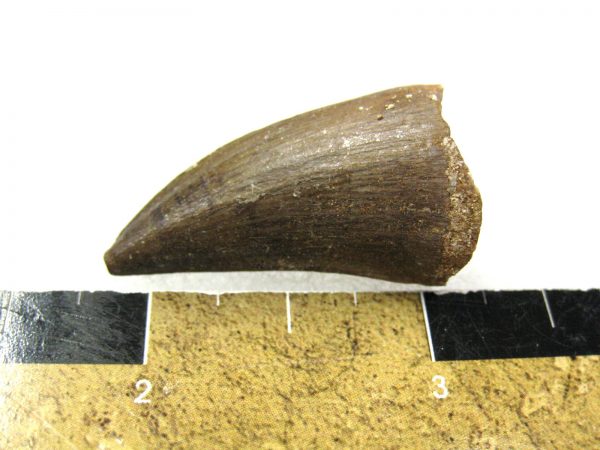 Mosasaurus Reptile Tooth #22 - Image 2