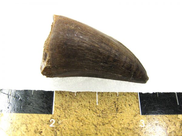 Mosasaurus Reptile Tooth #22 - Image 3