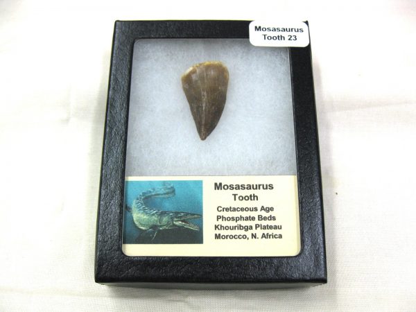 Mosasaurus Reptile Tooth #23