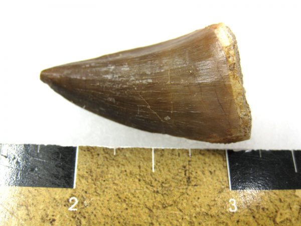 Mosasaurus Reptile Tooth #23 - Image 2