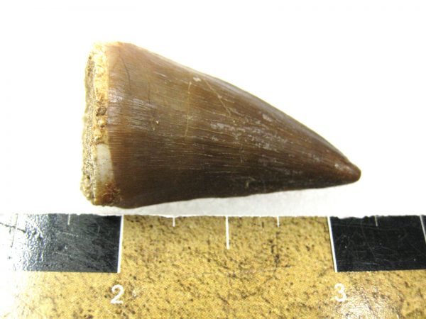 Mosasaurus Reptile Tooth #23 - Image 3