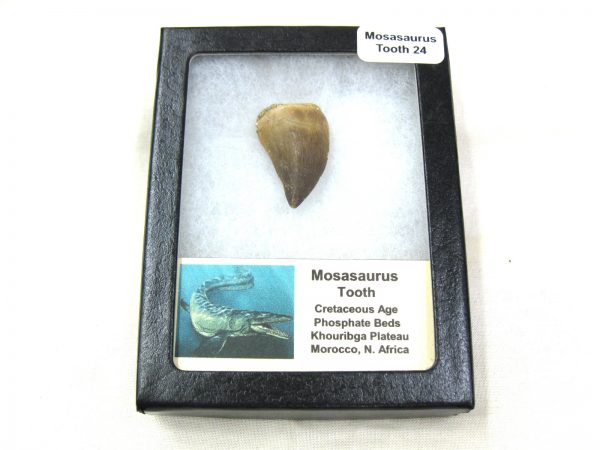 Mosasaurus Reptile Tooth #24