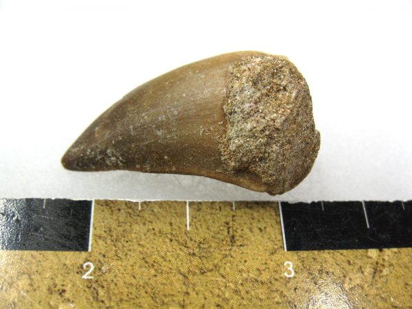 Mosasaurus Reptile Tooth #24 - Image 2