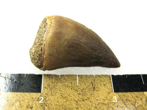 Mosasaurus Reptile Tooth #24 - Image 3