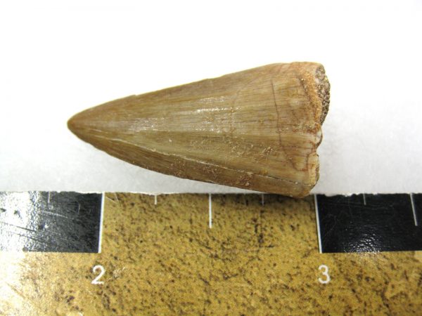 Mosasaurus Reptile Tooth #2 - Image 2