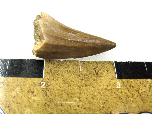 Mosasaurus Reptile Tooth #2 - Image 3