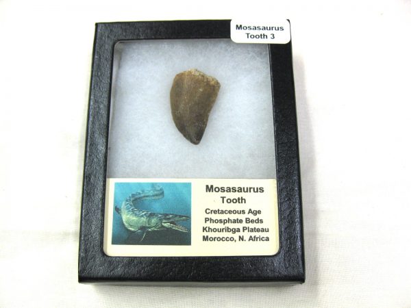 Mosasaurus Reptile Tooth #3