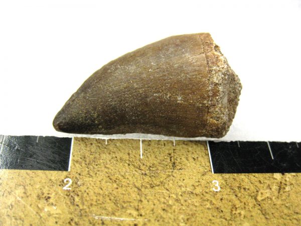 Mosasaurus Reptile Tooth #3 - Image 2