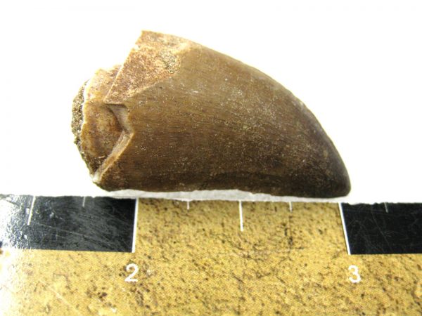 Mosasaurus Reptile Tooth #3 - Image 3