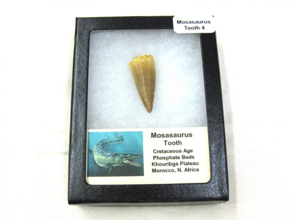 Mosasaurus Reptile Tooth #4