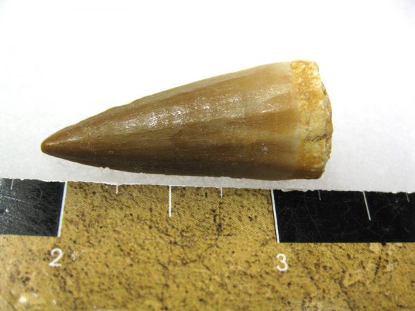 Mosasaurus Reptile Tooth #4 - Image 3