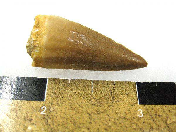 Mosasaurus Reptile Tooth #4 - Image 2