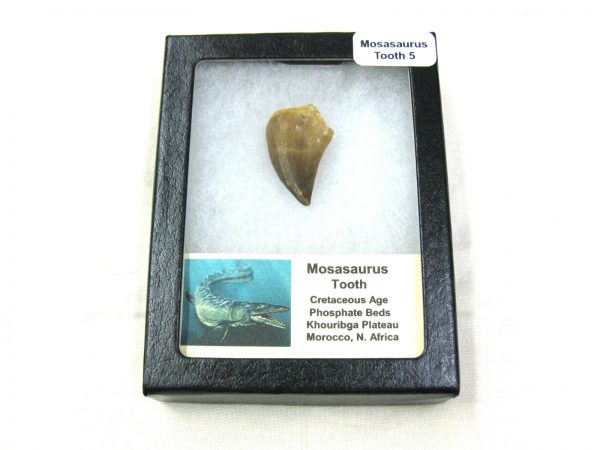 Mosasaurus Reptile Tooth #5