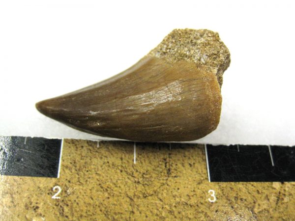 Mosasaurus Reptile Tooth #5 - Image 2