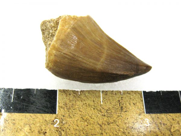 Mosasaurus Reptile Tooth #5 - Image 3