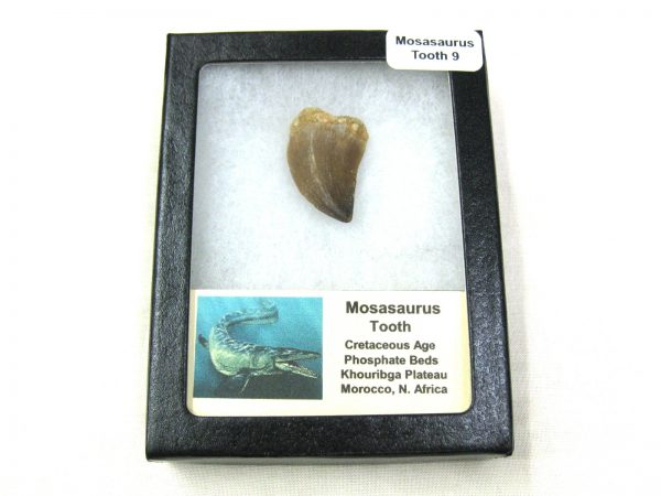 Mosasaurus Reptile Tooth #9