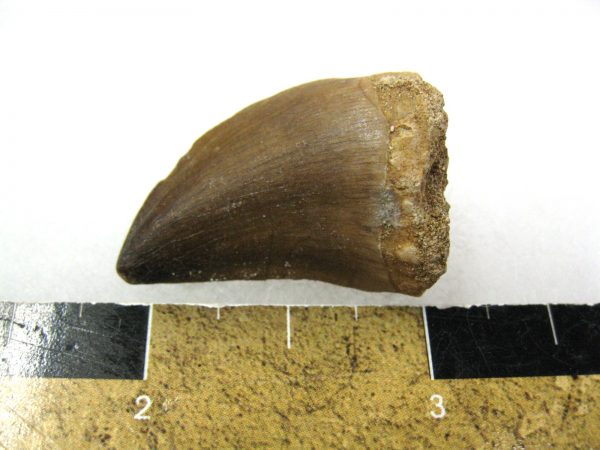 Mosasaurus Reptile Tooth #9 - Image 2