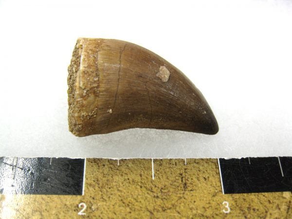 Mosasaurus Reptile Tooth #9 - Image 3