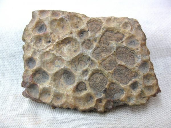 Genuine Cretaceous Age Fossil Crocodile Scute for Sale from Africa #10