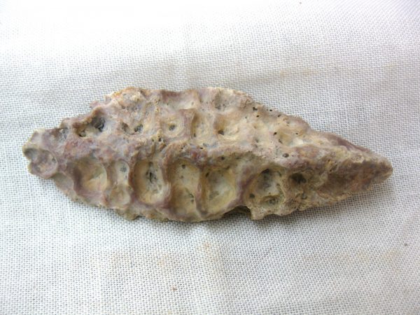 Genuine Cretaceous Age Fossil Crocodile Scute for Sale from Africa #11