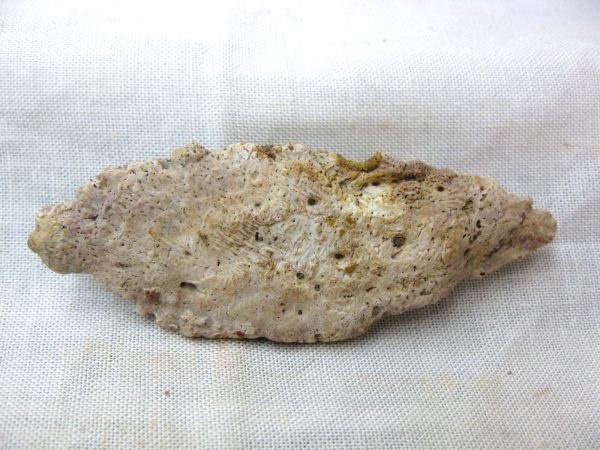 Genuine Cretaceous Age Fossil Crocodile Scute for Sale from Africa #11a