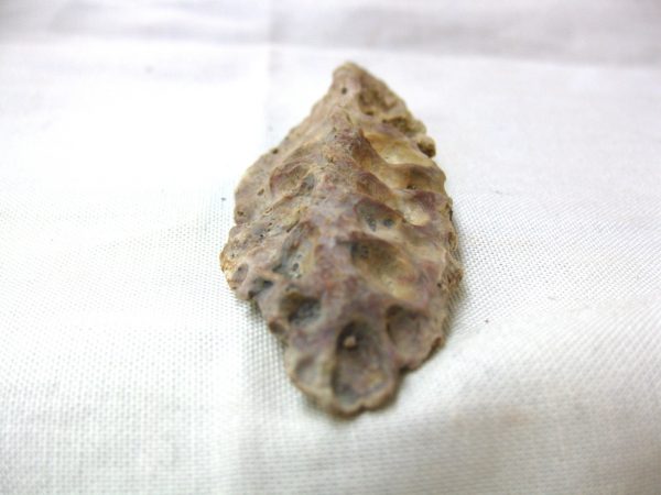 Genuine Cretaceous Age Fossil Crocodile Scute for Sale from Africa #11b