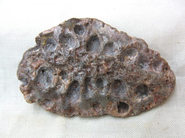 Genuine Cretaceous Age Fossil Crocodile Scute for Sale from Africa #12