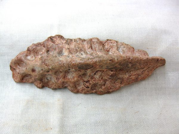 Genuine Cretaceous Age Fossil Crocodile Scute for Sale from Africa #13