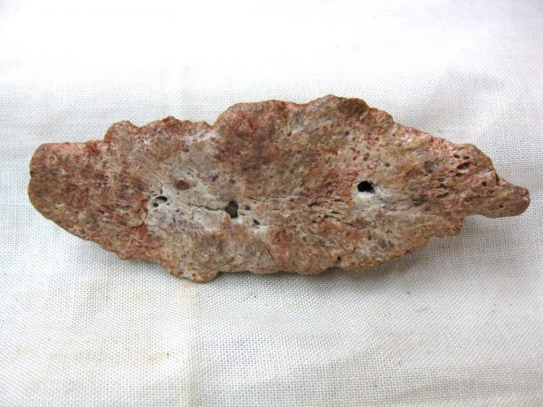 Genuine Cretaceous Age Fossil Crocodile Scute for Sale from Africa #13a