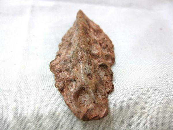 Genuine Cretaceous Age Fossil Crocodile Scute for Sale from Africa #13b