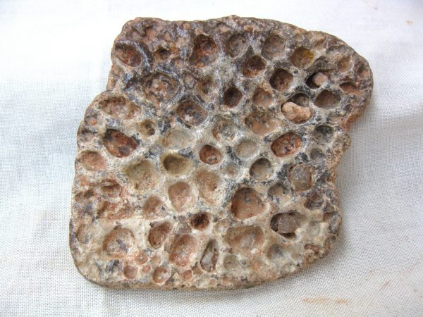 Genuine Cretaceous Age Fossil Crocodile Scute for Sale from Africa #20