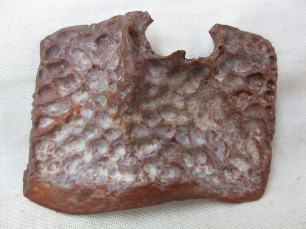 Genuine Cretaceous Age Fossil Crocodile Scute for Sale from Africa #21