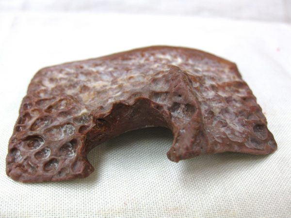 Genuine Cretaceous Age Fossil Crocodile Scute for Sale from Africa #21b