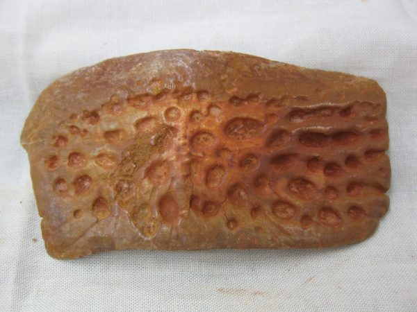 Genuine Cretaceous Age Fossil Crocodile Scute for Sale from Africa #22