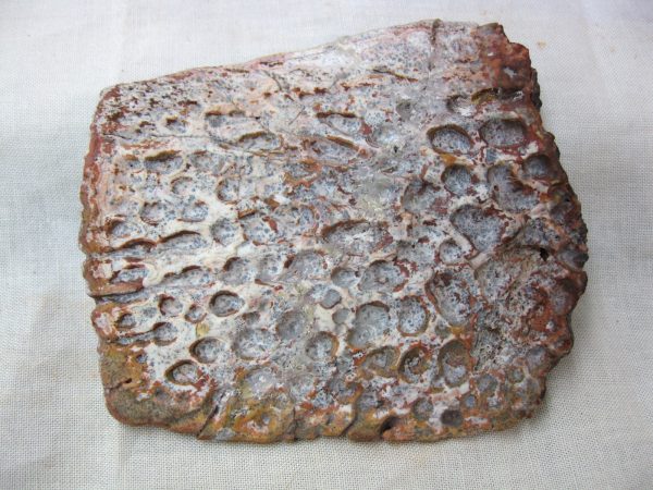 Genuine Cretaceous Age Fossil Crocodile Scute for Sale from Africa #23