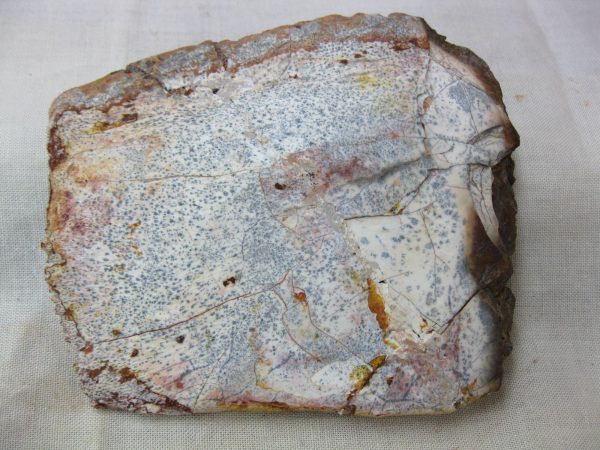 Genuine Cretaceous Age Fossil Crocodile Scute for Sale from Africa #23a