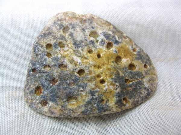 Genuine Cretaceous Age Fossil Crocodile Scute for Sale from Africa #3