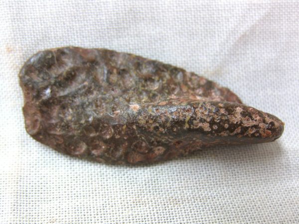 Genuine Cretaceous Age Fossil Crocodile Scute for Sale from Africa #5