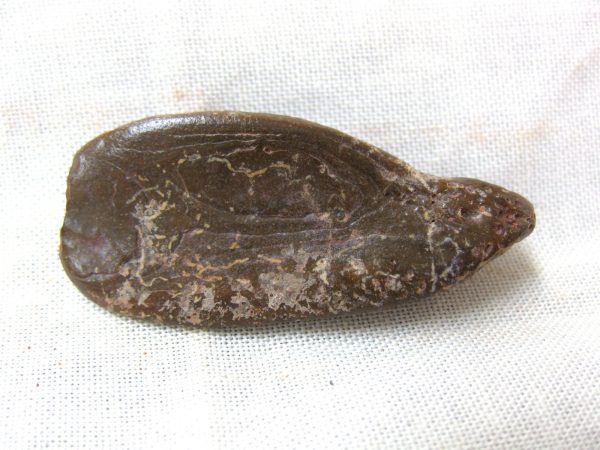 Genuine Cretaceous Age Fossil Crocodile Scute for Sale from Africa #5a