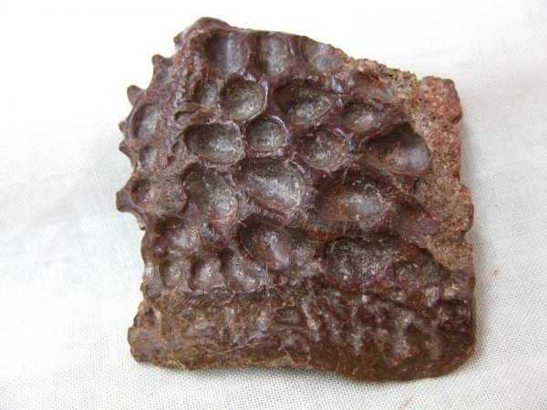 Genuine Cretaceous Age Fossil Crocodile Scute for Sale from Africa #7