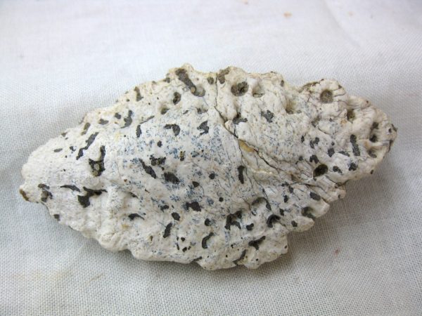 Genuine Cretaceous Age Fossil Crocodile Scute for Sale from Africa #8