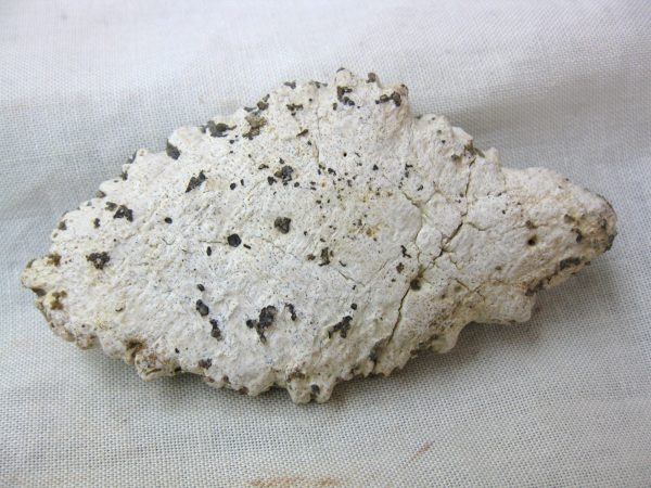 Genuine Cretaceous Age Fossil Crocodile Scute for Sale from Africa #8a