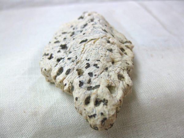 Genuine Cretaceous Age Fossil Crocodile Scute for Sale from Africa #8b