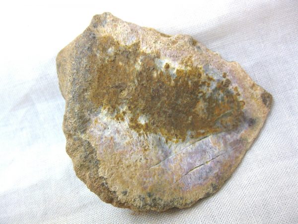 Genuine Cretaceous Age Fossil Crocodile Scute for Sale from Africa #9a