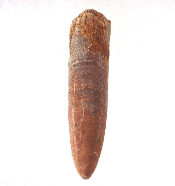 Rebbachisaurus Dinosaur Tooth #12 - Image 2