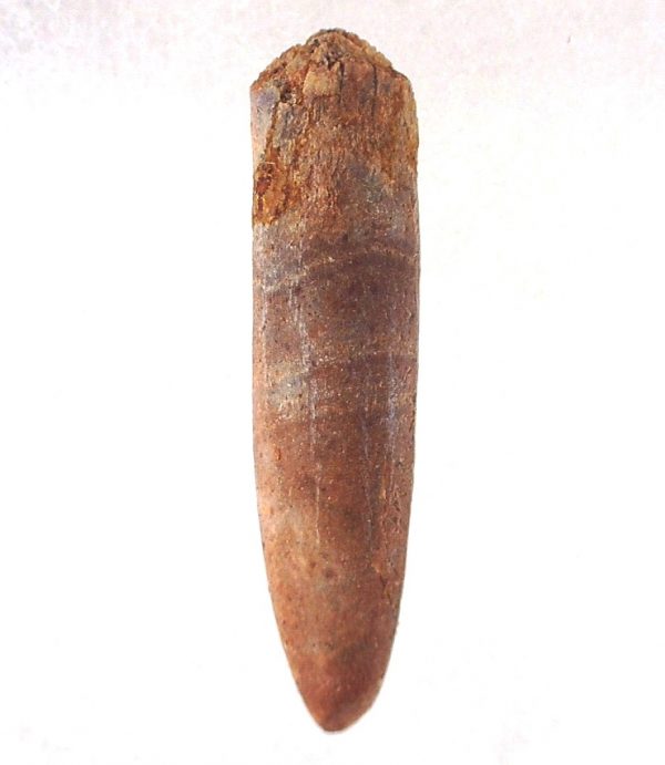 Rebbachisaurus Dinosaur Tooth #12 - Image 3